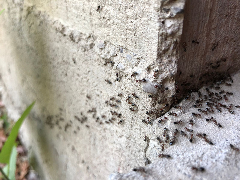 Exterminateur Charlesbourg, Qc  infestation fourmis charpentières